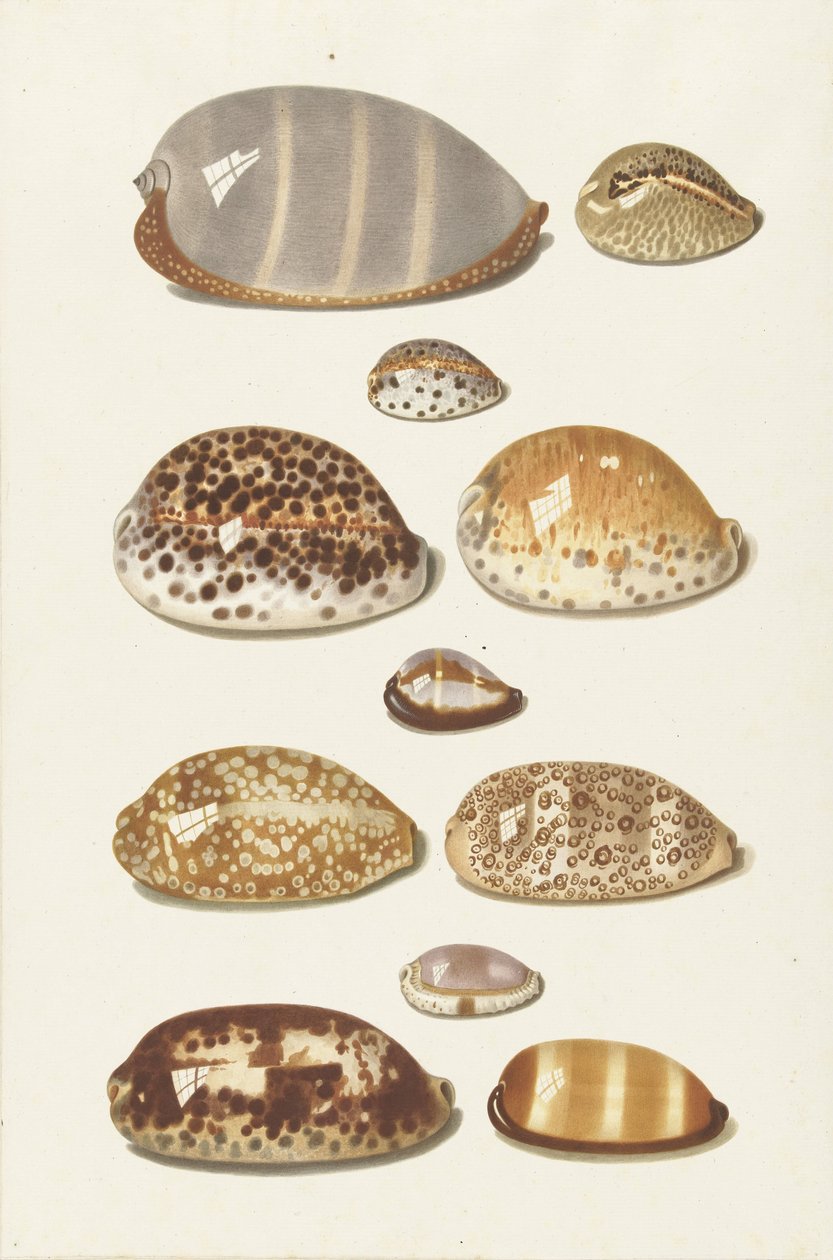 Elf grote en kleine tropische kaurie schelpen door Johann Gustav Hoch