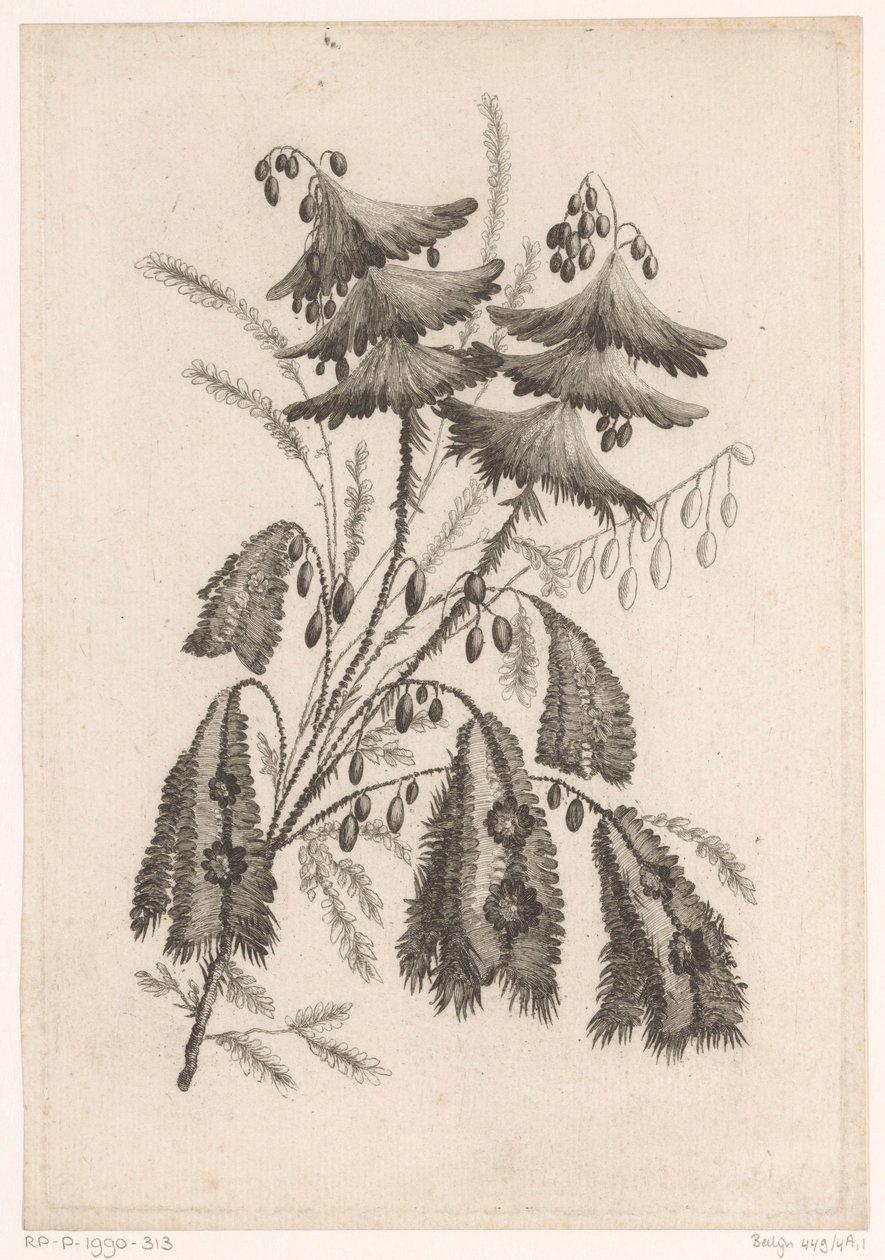 Parasolachtige bloemen door Johann Heinrich  Hess