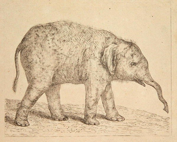 Olifant (ets) door Johann Heinrich Wilhelm Tischbein