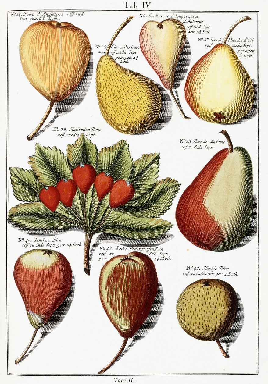 Verschillende perensoorten, 1760-1766 door Johann Hermann Knoop