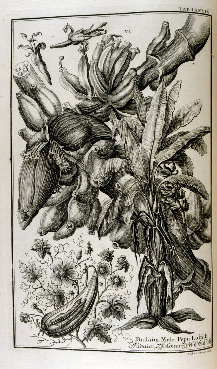 Bijbelse planten en vruchten, waaronder alruin en meloen door Johann Jakob Scheuchzer