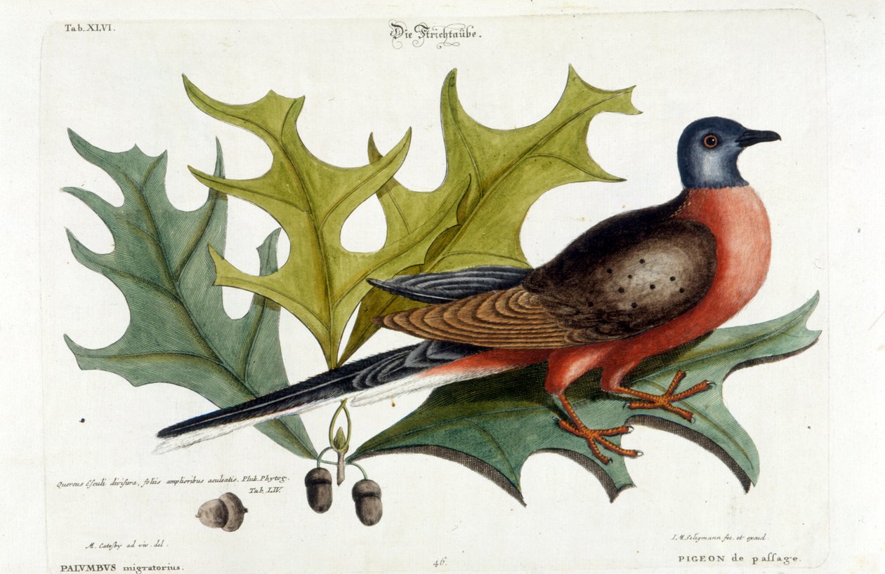 Migrerende duif, nu uitgestorven. Dierentuin, Seligman 1749 door Johann Michael Seligmann