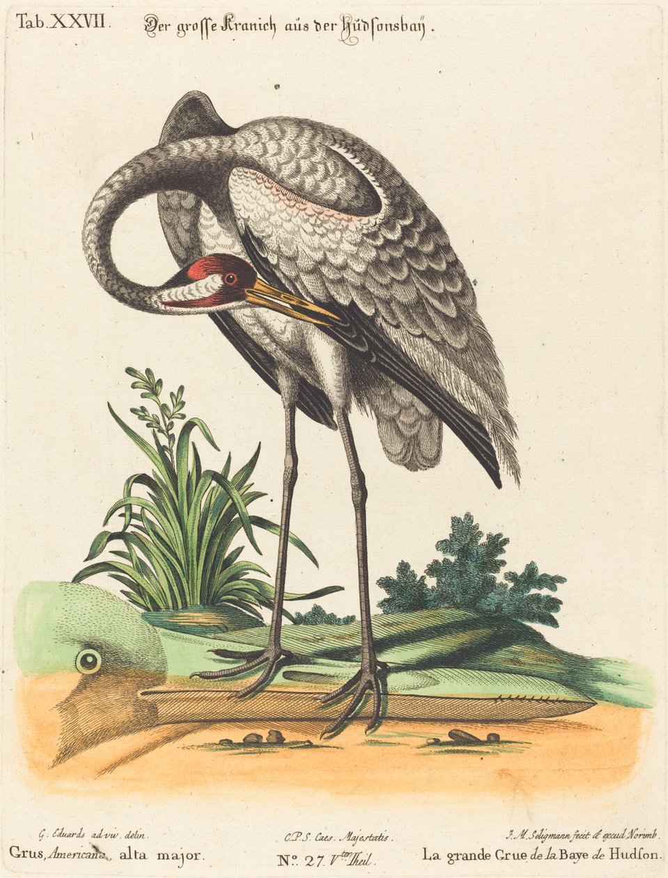 Grus Americana, alta major door Johann Michael Seligmann after George Edwards