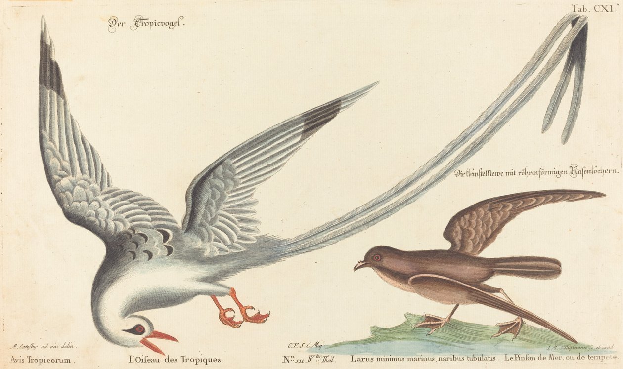 De tropische vogel door Johann Michael Seligmann after Mark Catesby