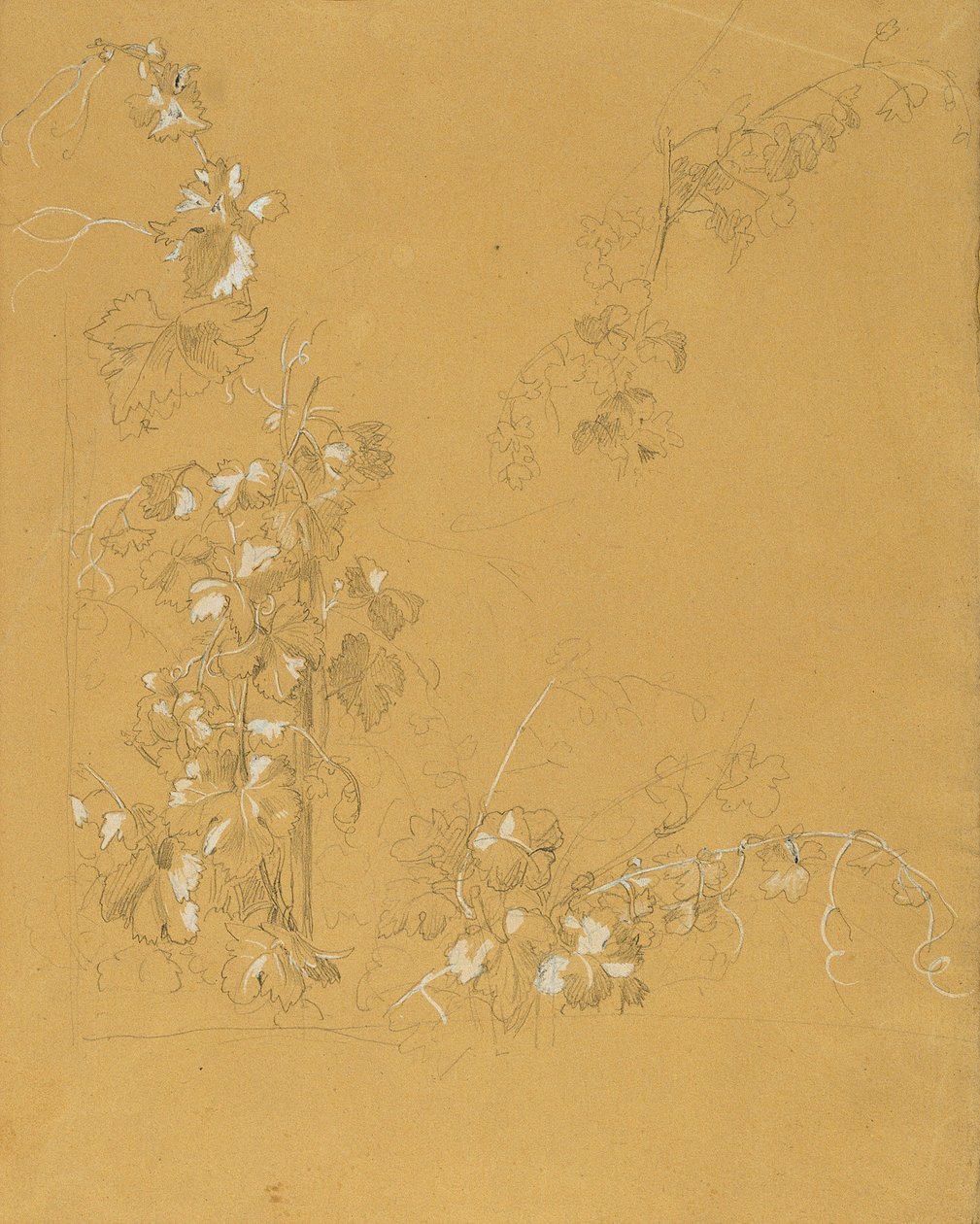 Wijnstok, studie voor "Hermann en Dorothea in de wijngaard" door Johann Peter Krafft