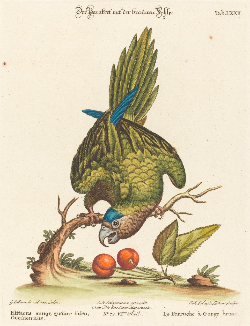 Psittacus minor gutture fusco, occidentalis door Johann Sebastian Leitner after George Edwards