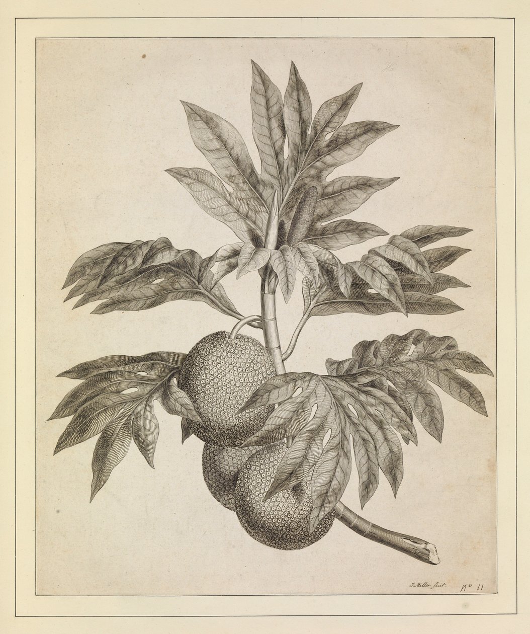 Een tak van de broodvruchtboom door Johann Sebastien Muller