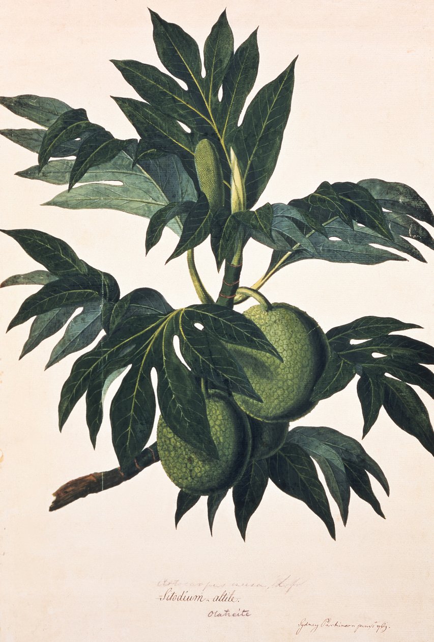 Een tak van de broodvruchtboom met vrucht, ca. 1773 (gravure) door Johann Sebastien Muller