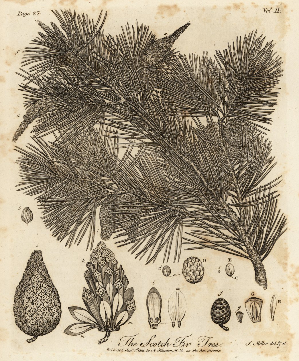 Grove den, Pinus sylvestris door Johann Sebastien Muller