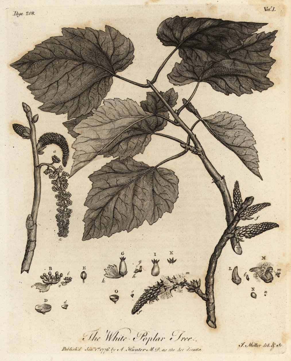 Witte populier, Populus alba door Johann Sebastien Muller