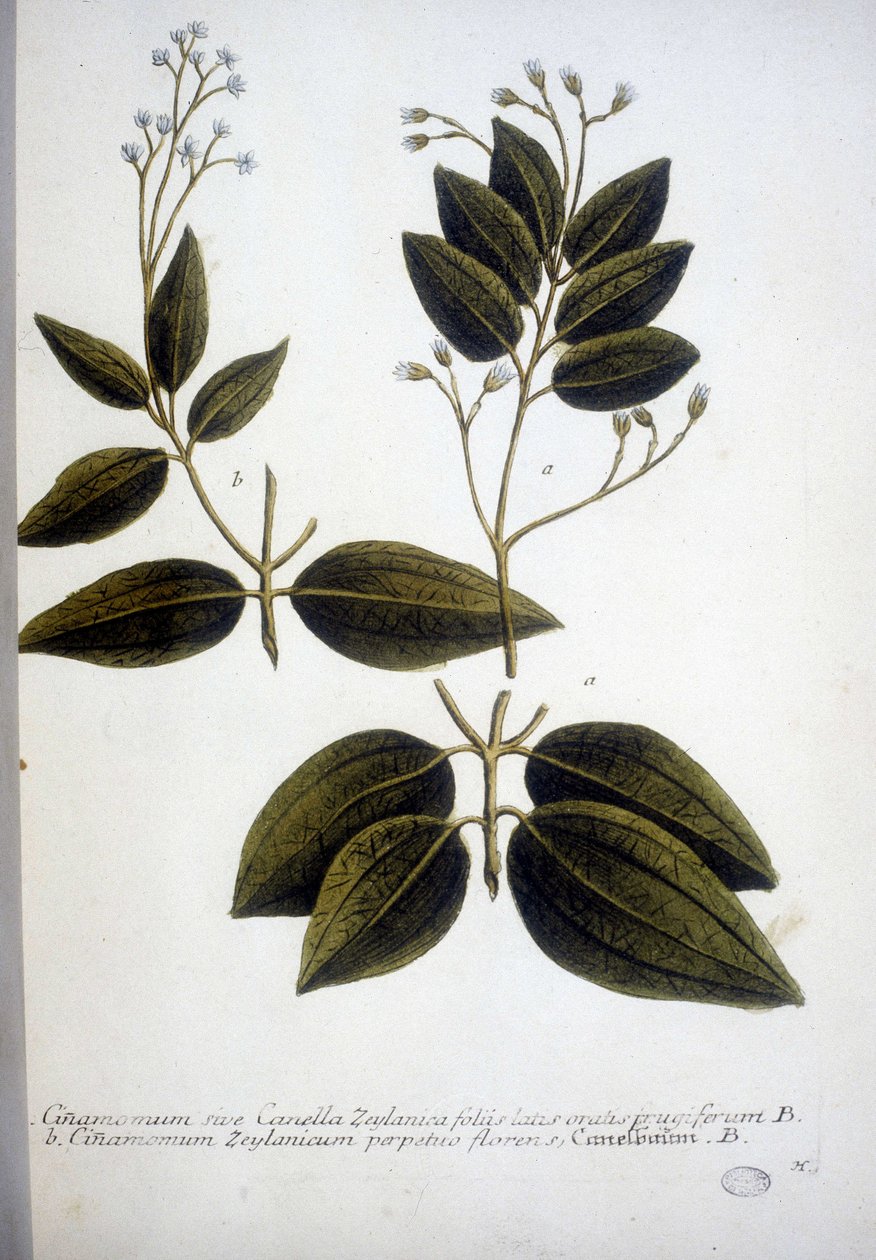 Cinnamomum Zeylanicum (Ceylon kaneelboom) - Gravure van het Herbarium door J.W. Weinmann in 1737 door Johann Wilhelm Weinman