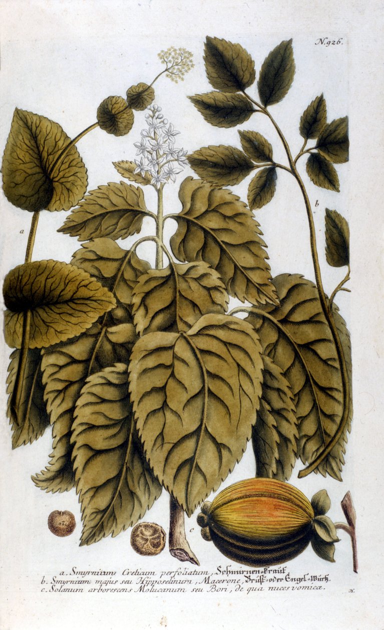 Smyrnium Cretium perfoliatum - Maceron de Crete of Maceron perfolia. Plaat uit het herbarium van J. W. Weinmann door Johann Wilhelm Weinman