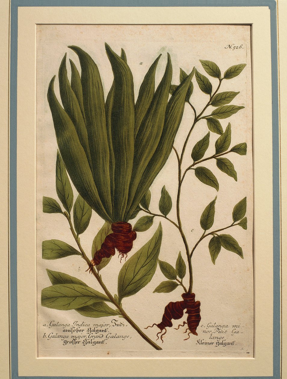 Grote Galanga (Alpinia galanga), Galanga Indica major en Galanga major, gekleurde gravure door Johann Wilhelm Weinmann
