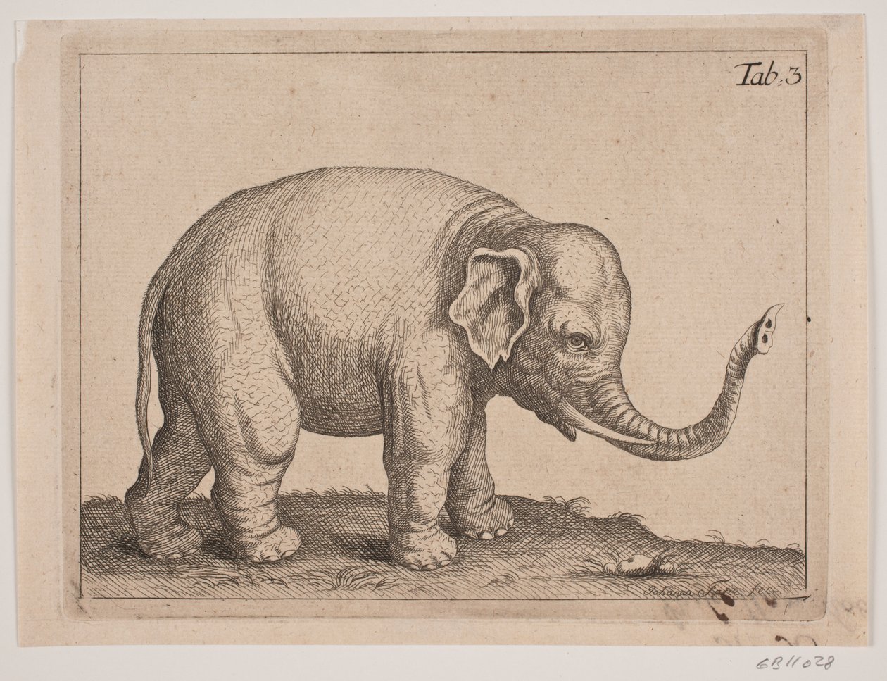 Een olifant door Johanna Fosie