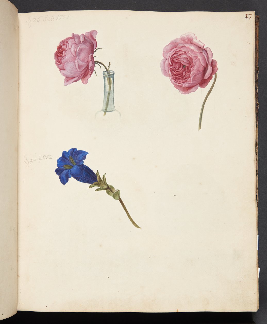 Studie van roze roos en blauwe bloem door Johanna Fosie