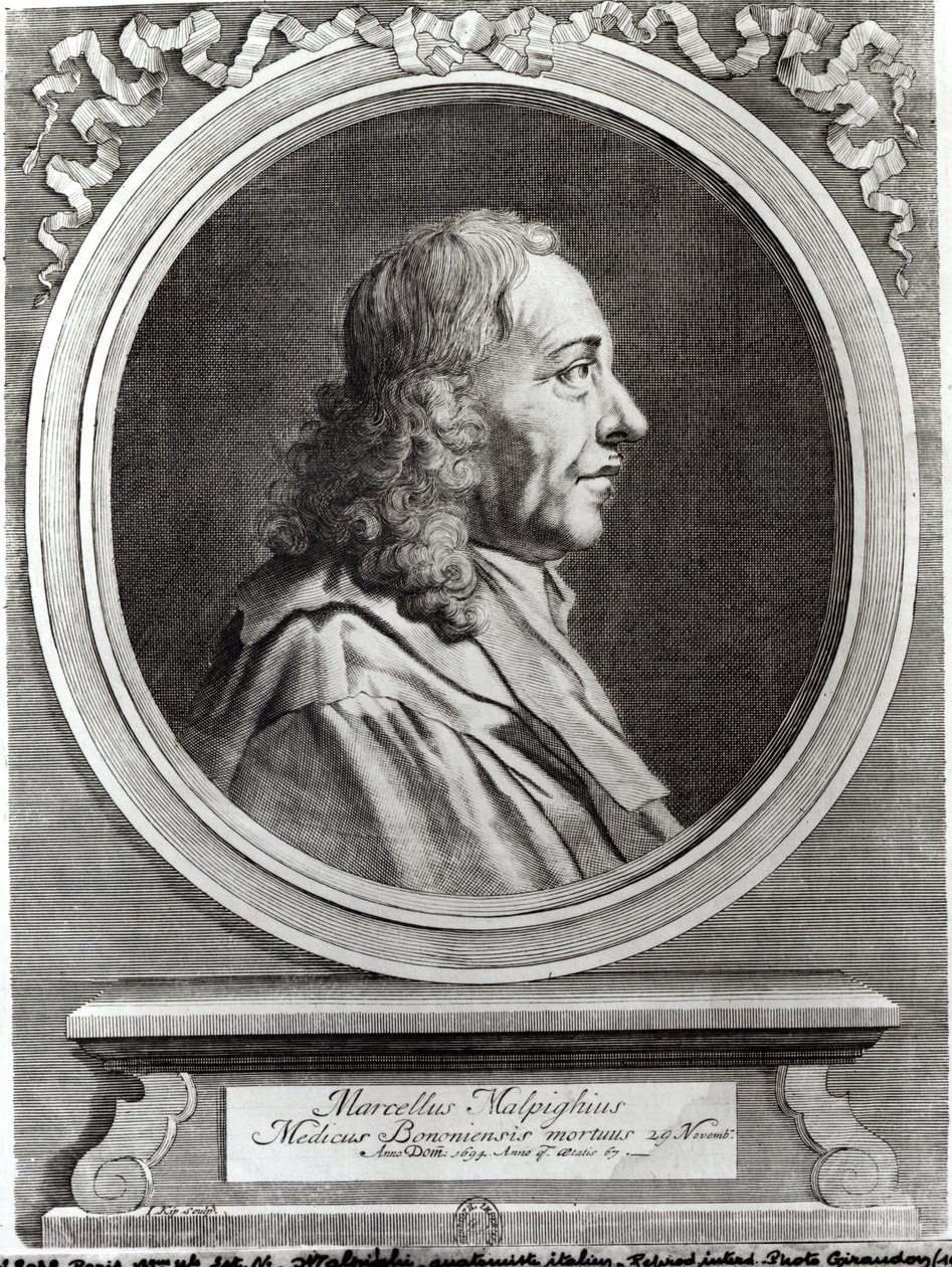 Marcello Malpighi (1628-94) op 67-jarige leeftijd, 1694 door Johannes Kip