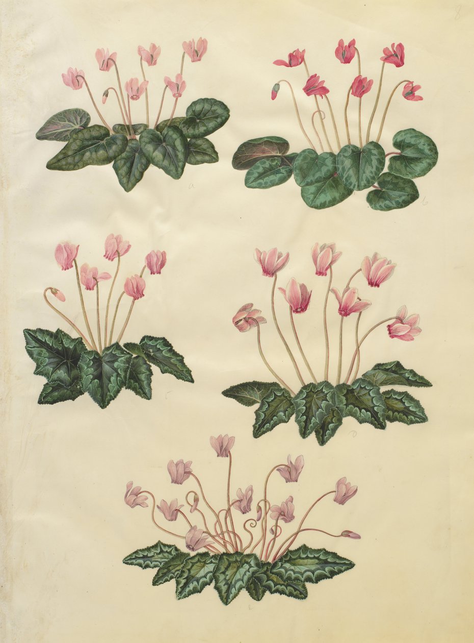 Cyclamen purpurascens; Cyclamen hederifolium door Johannes Simon Holtzbecher