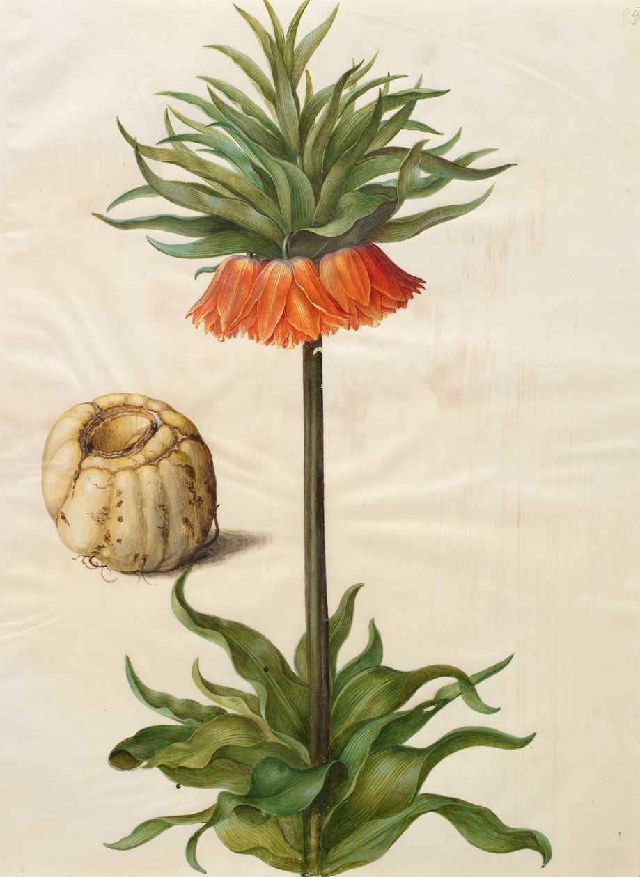 Fritillaria imperialis door Johannes Simon Holtzbecher