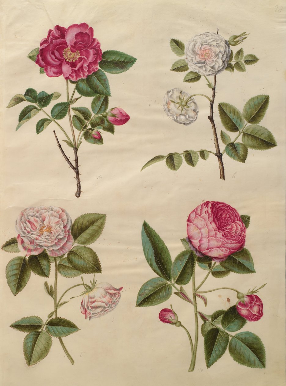 Rosa gallica door Johannes Simon Holtzbecher