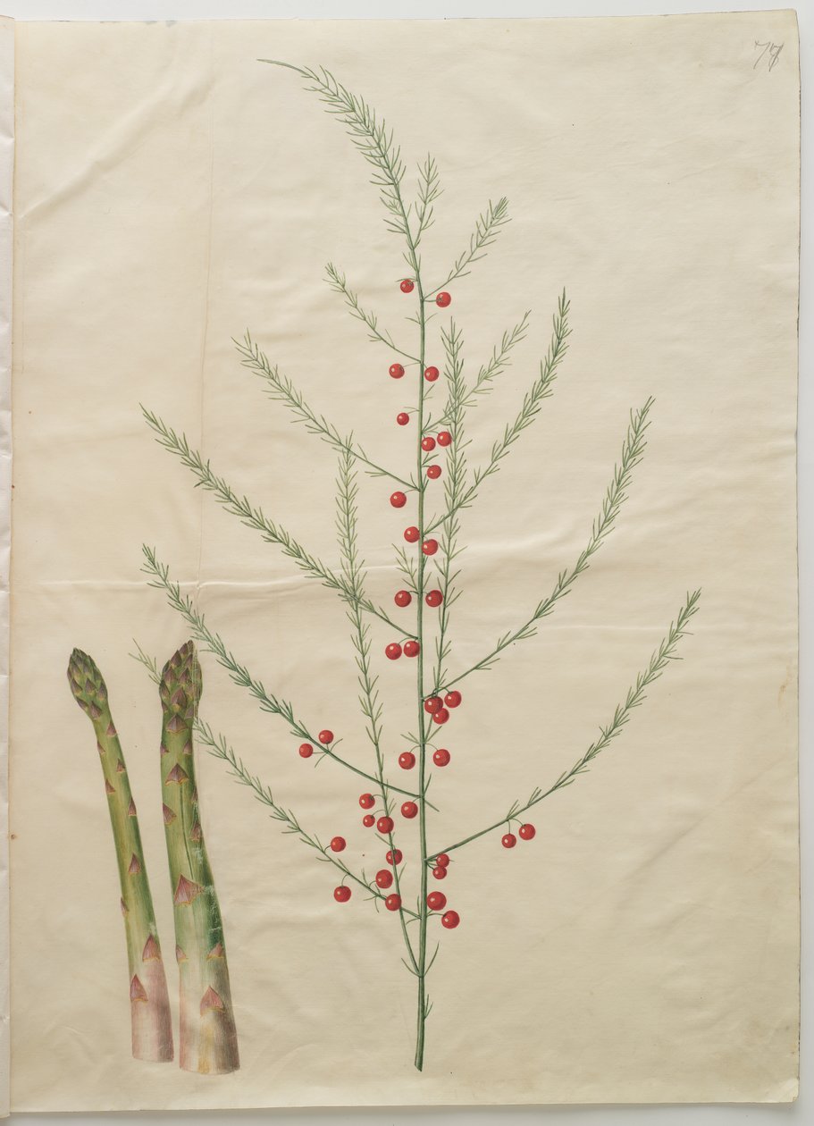 Asparagus officinalis door Johannes Simon Holtzbecker