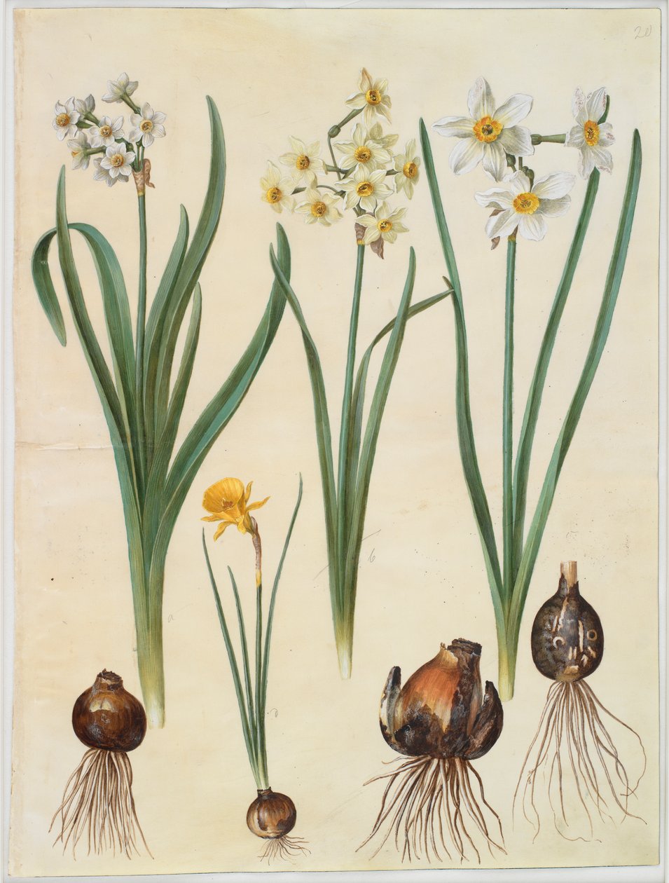Narcissus tazetta; Narcissus orientalis; Corbularia bulbocodium door Johannes Simon Holtzbecker
