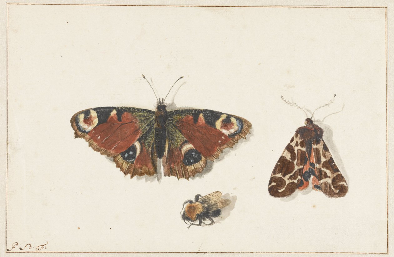 Vlinder, mot en hommel door Johannes Bronkhorst
