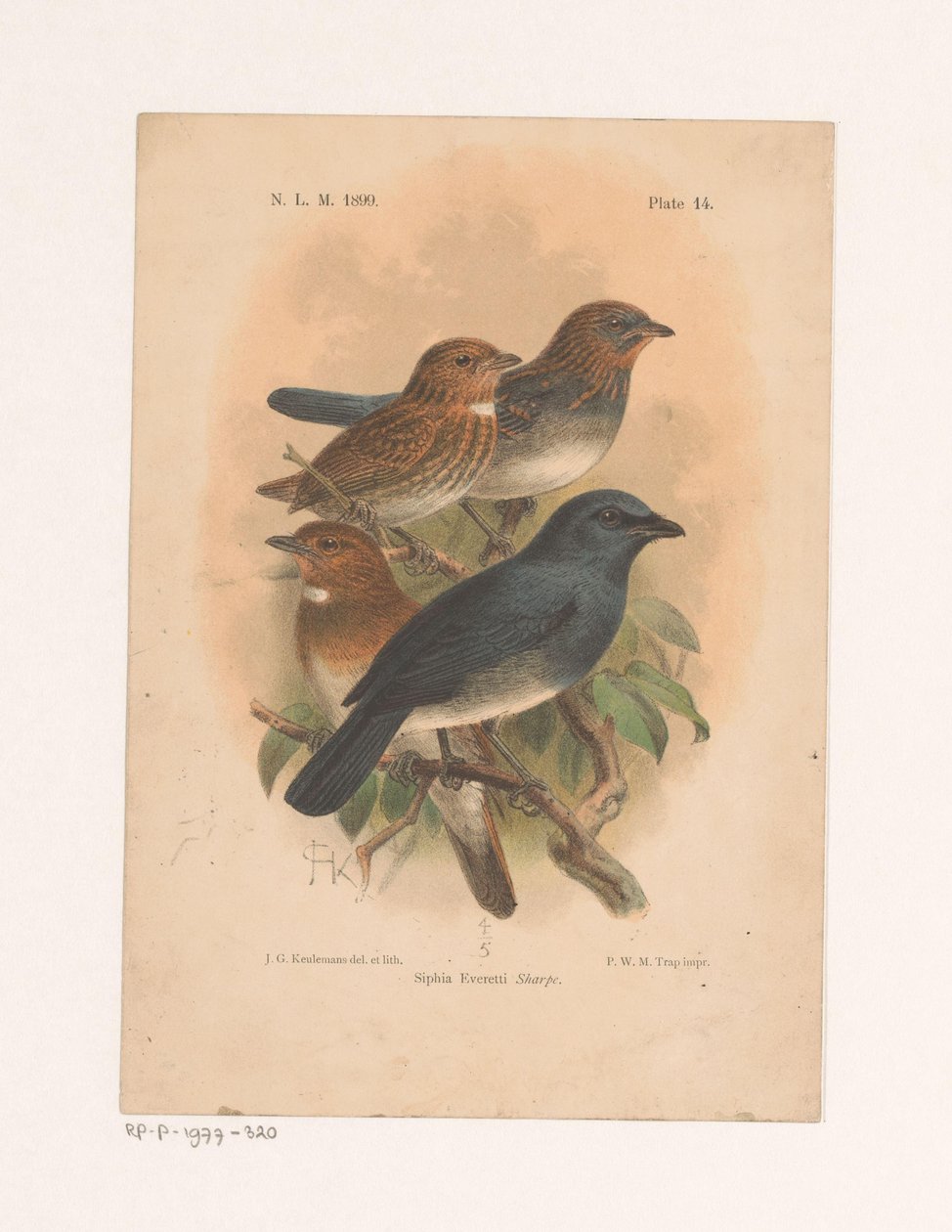 Vier vogels op een tak door Johannes Gerardus Keulemans