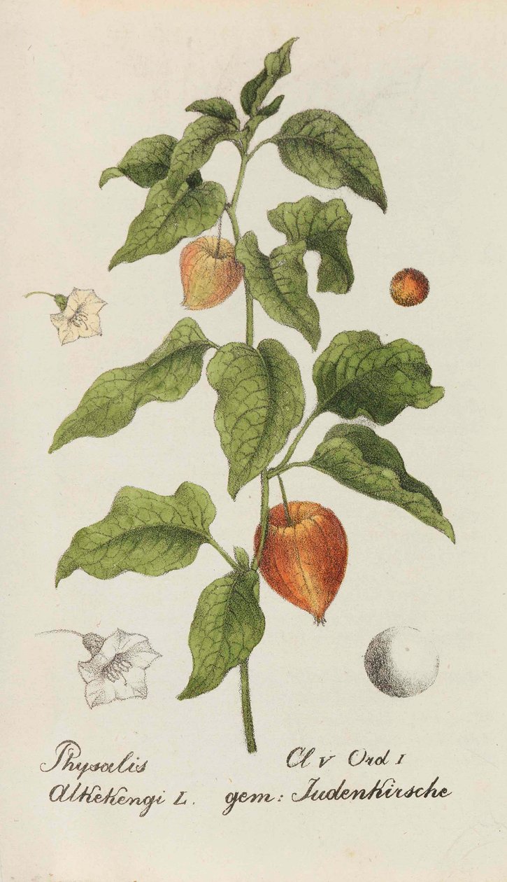Sammlung von Schweizer Pflanzen, 1825-1846 door Johannes Jacob Hegetschweiler