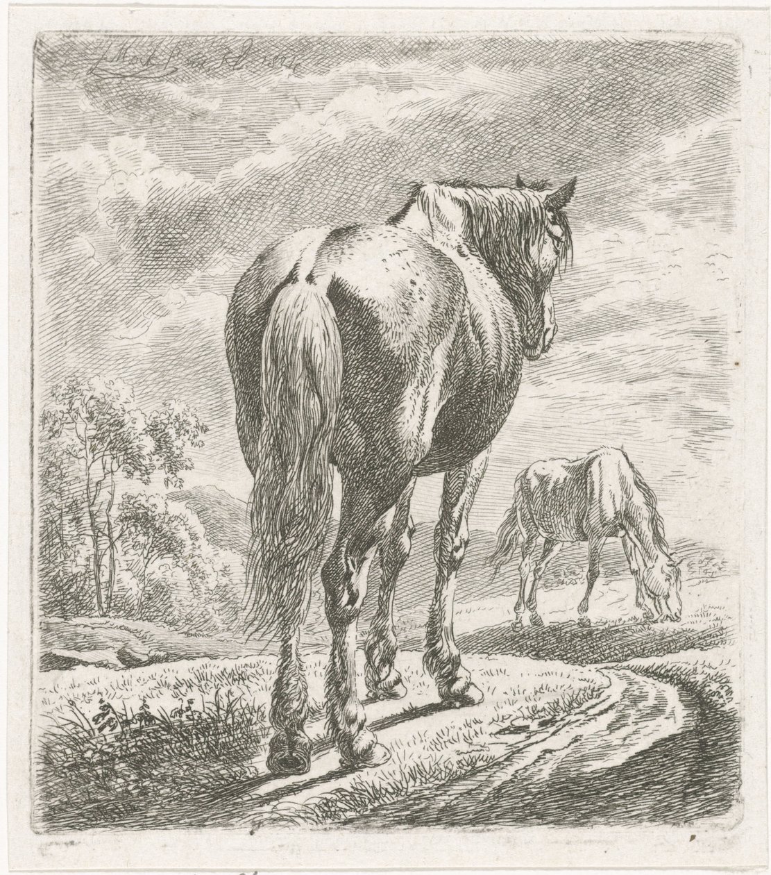 Paard van achteren gezien door Johannes Mock