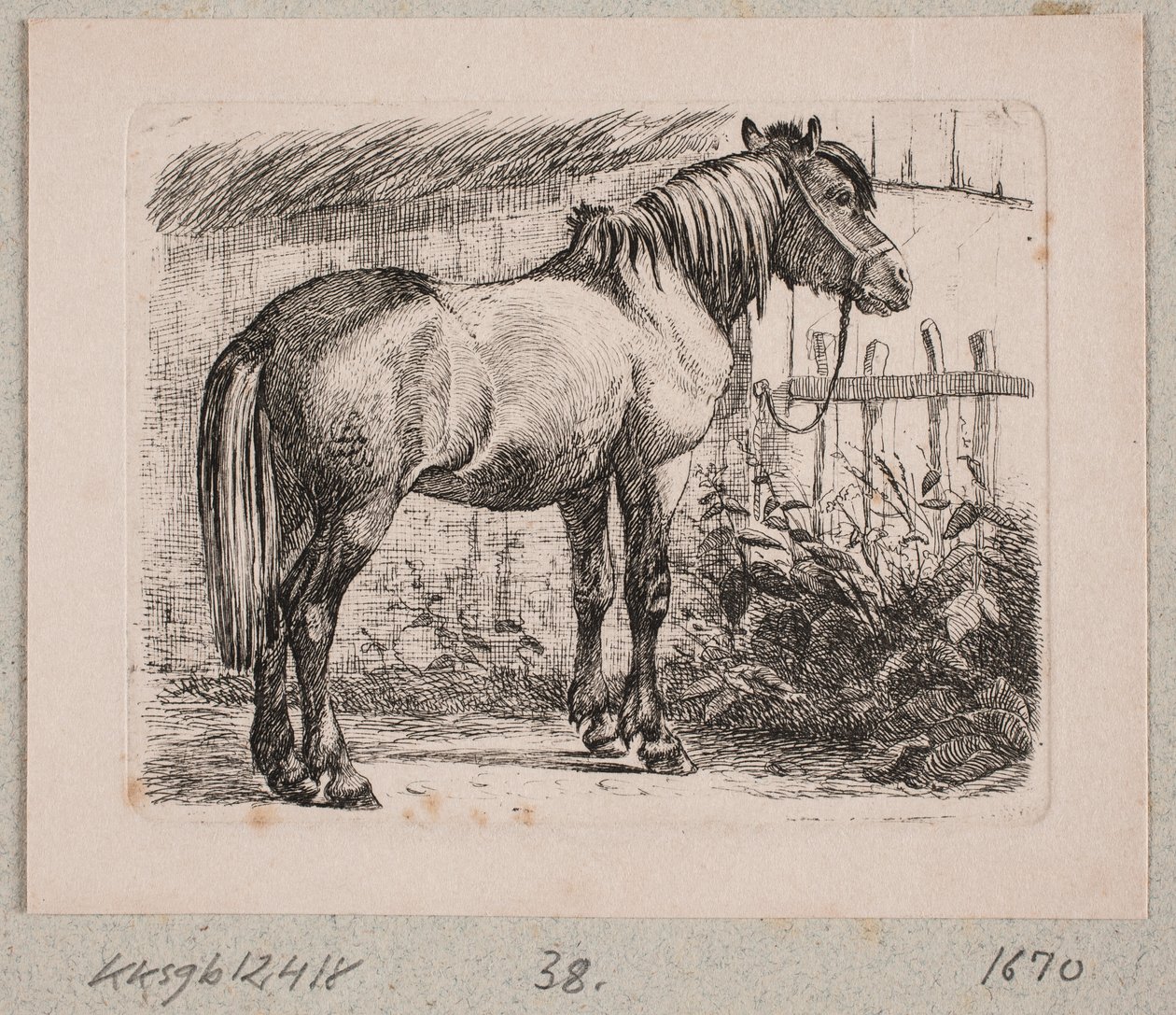 Een paard met halster door Johannes Wilhelm Zillen