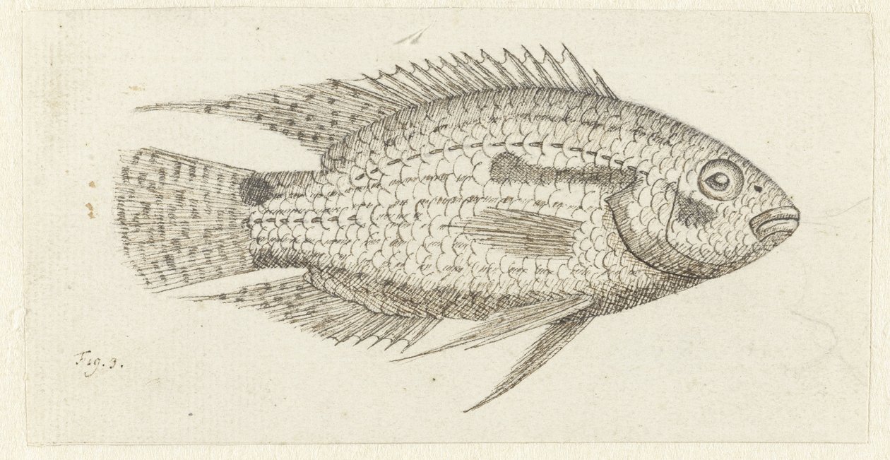 Tropische vis Chromis epse door Johannes le Francq van Berkhey
