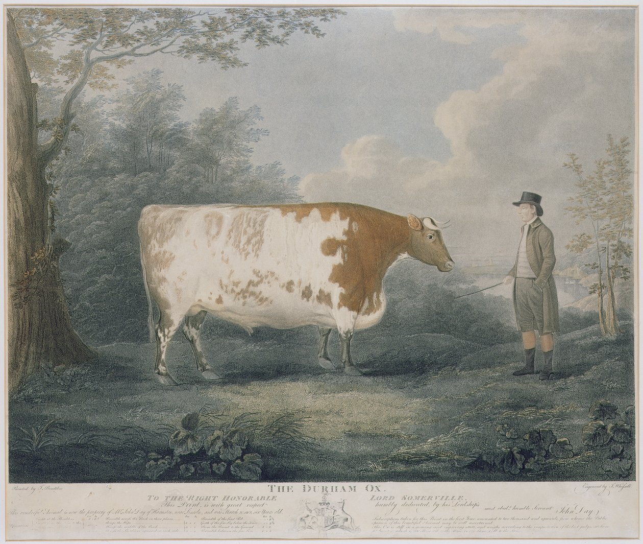 De Durham Ox (gegraveerd door J. Wessel, 1802) door John Boultbee