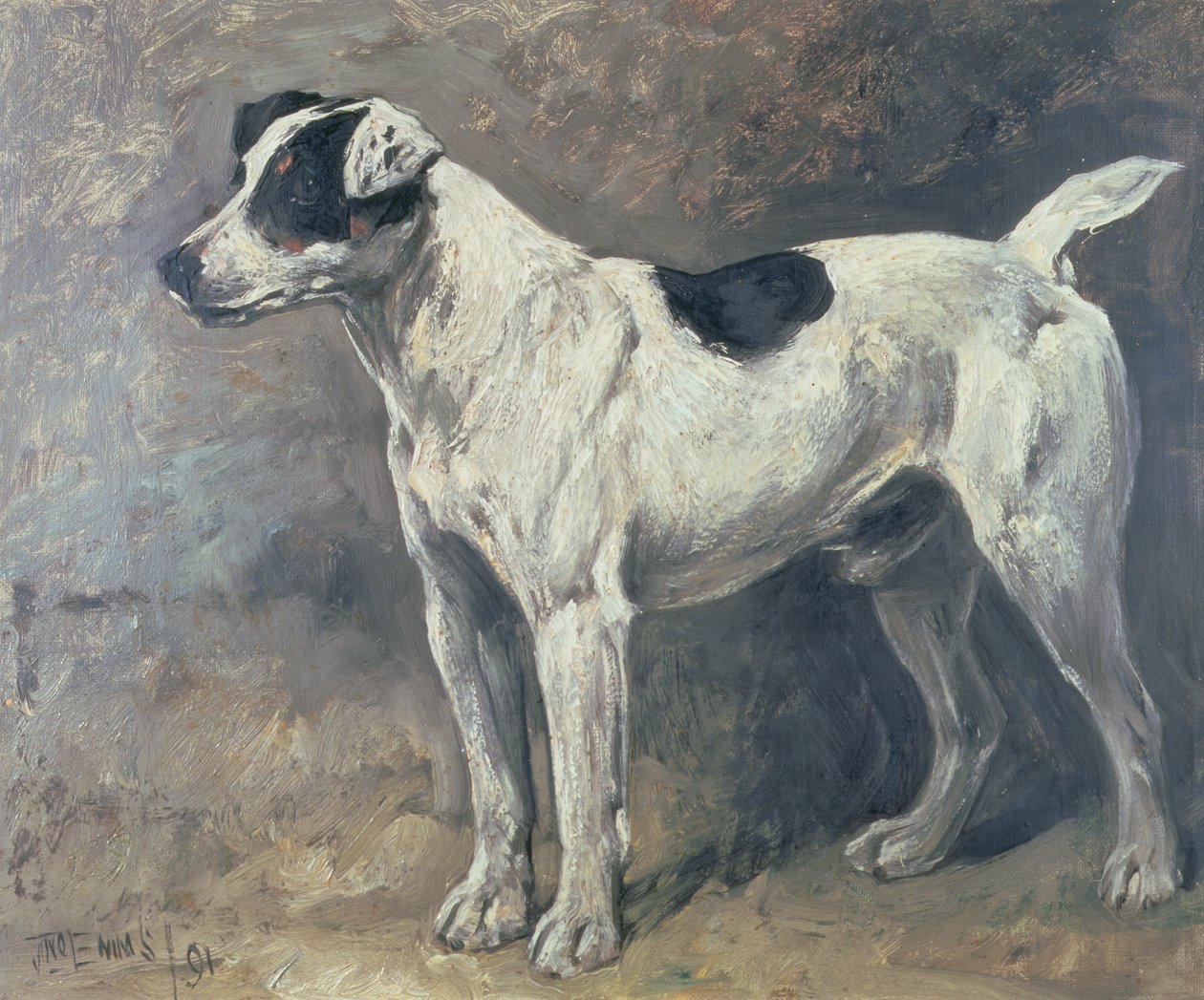 Een Jack Russell, 1891 door John Emms