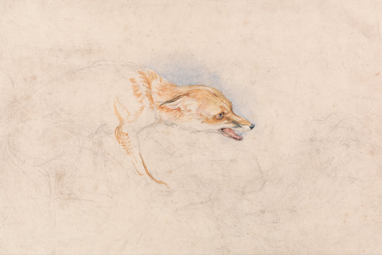 Studie van een hurkende vos, naar rechts gericht door John Frederick Lewis