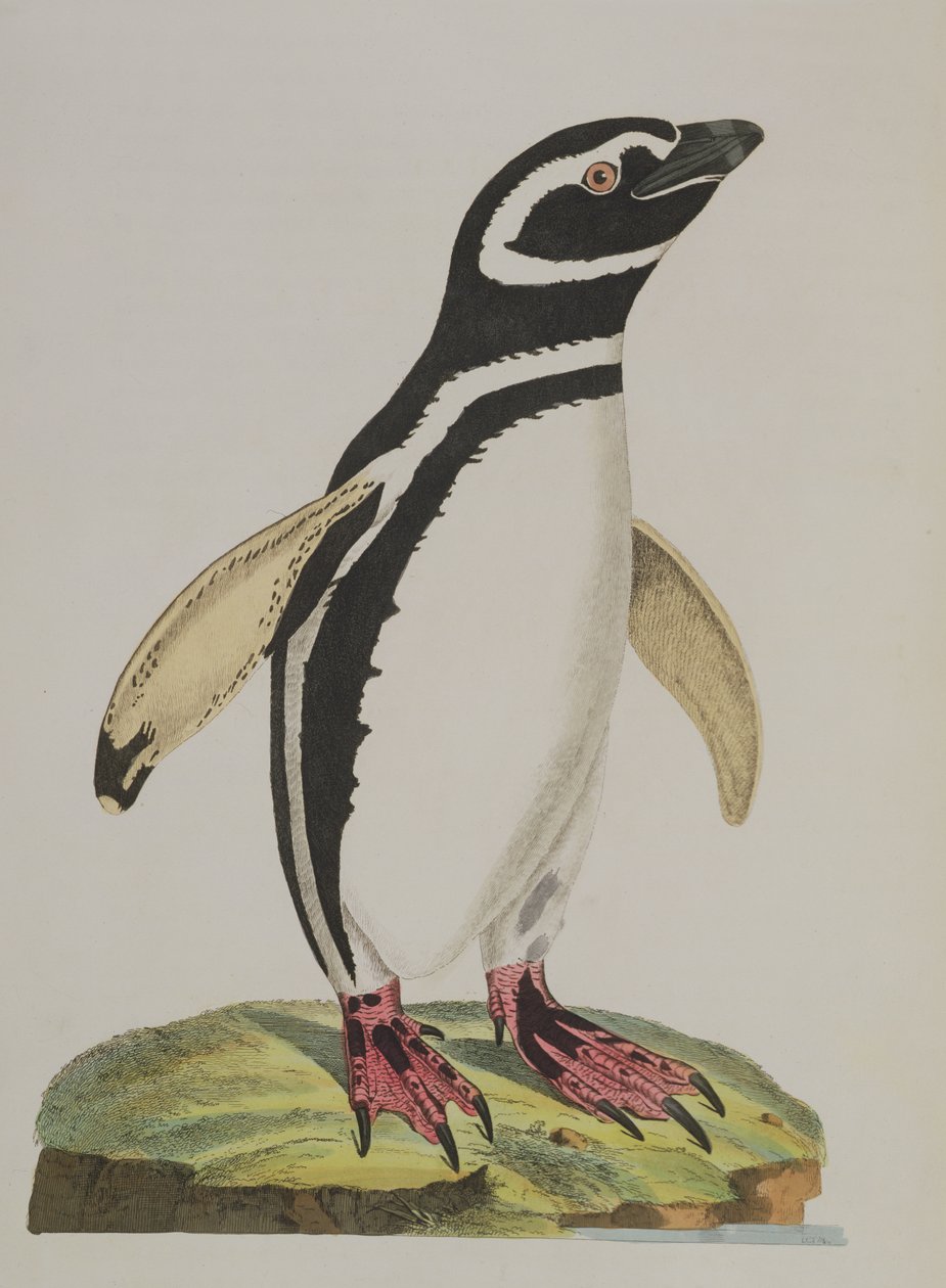 Illustratie van een pinguïn uit 
