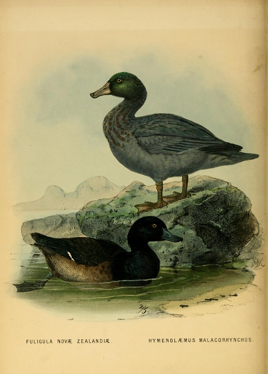 Illustratie van de Nieuw-Zeelandse scaup en de blauwe eend door John Gerrard Keulemans