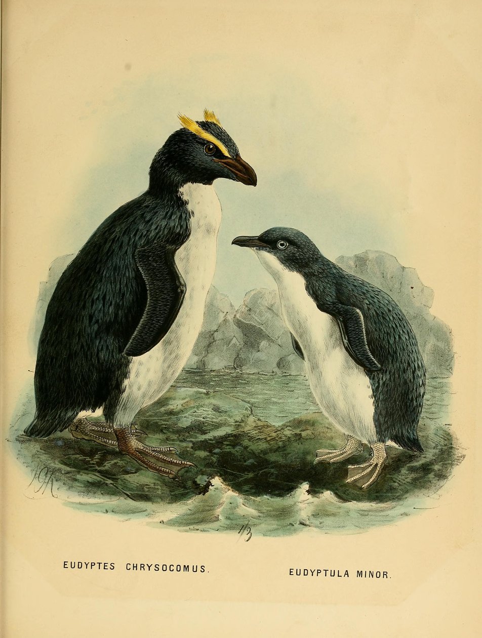Illustratie van de Rotspinguïn en de Kleine Pinguïn door John Gerrard Keulemans