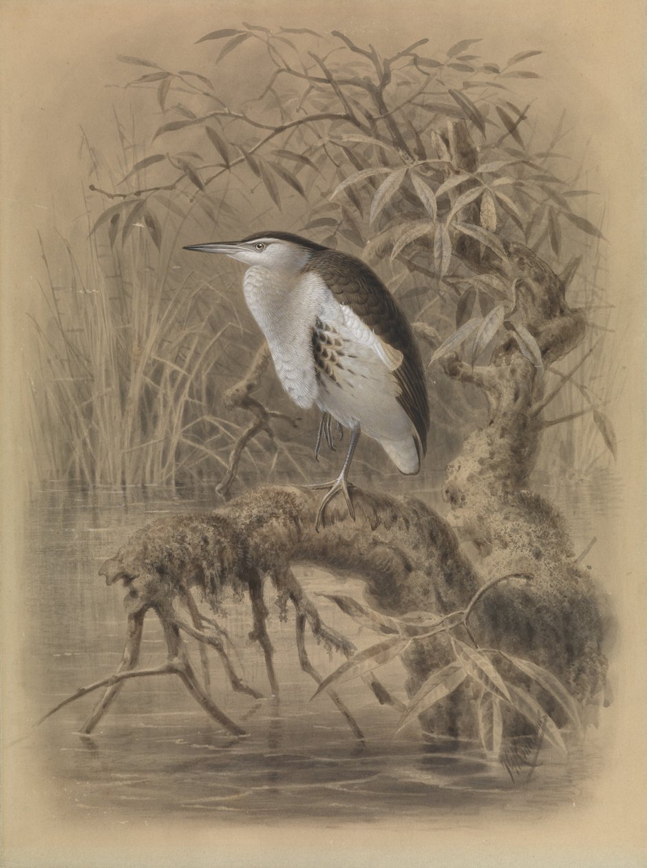 Woudaapje, Ixobrychus minutus door John Gerrard Keulemans