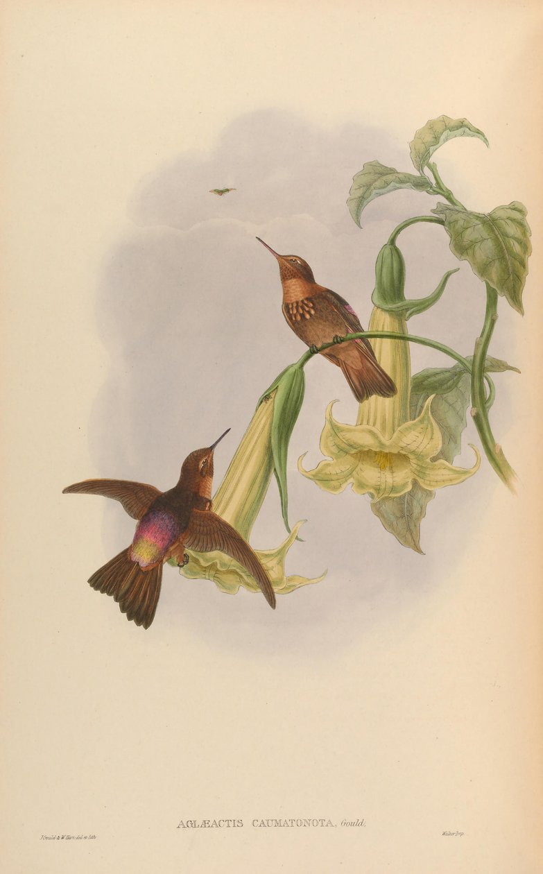Aglaeactis caumatonota = Aglaeactis cupripennis caumatonotus door John Gould