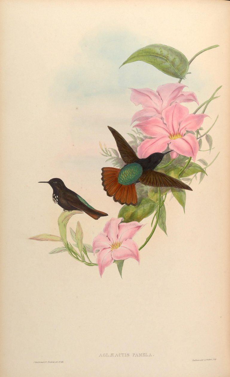 Aglaeactis pamela door John Gould