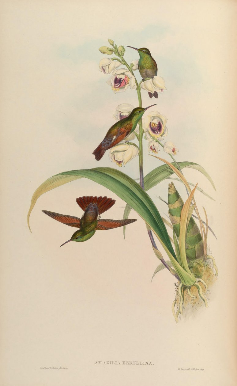 Amazilia beryllina door John Gould