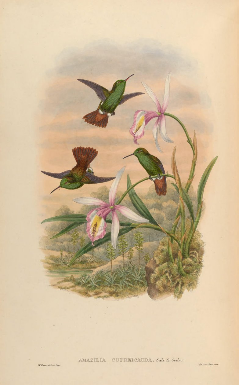 Amazilia cupreicauda = Amazilia viridigaster cupreicauda door John Gould