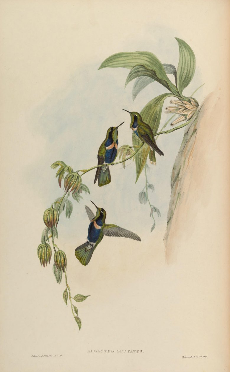 Augastes scutatus door John Gould