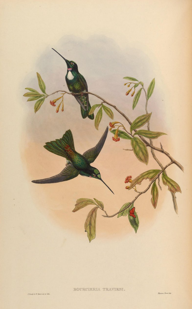 Bourcrieria insectivora = Coeligena torquata torquata door John Gould