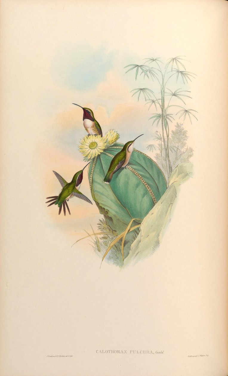 Calothorax pulcher door John Gould