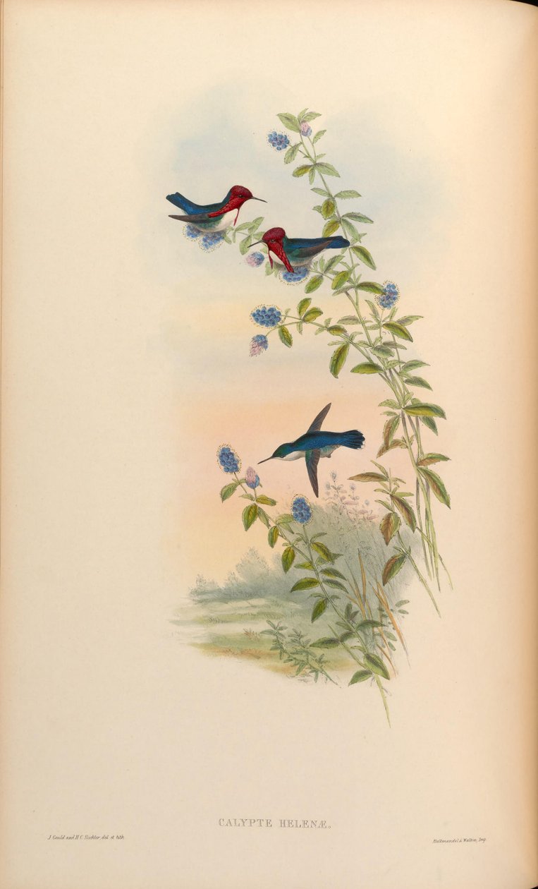Calypte helenae = Mellisuga helenae door John Gould