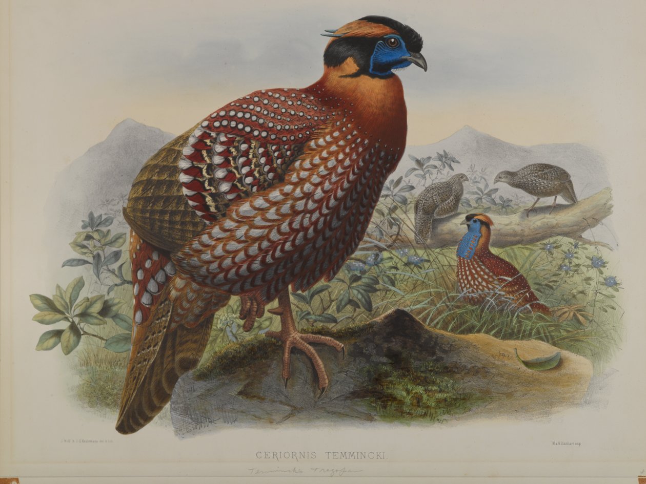 Ceriornis Temminkii: Temmincks Trazapan door John Gould