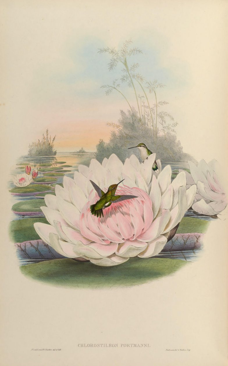 Chlorostilbon poortmani door John Gould