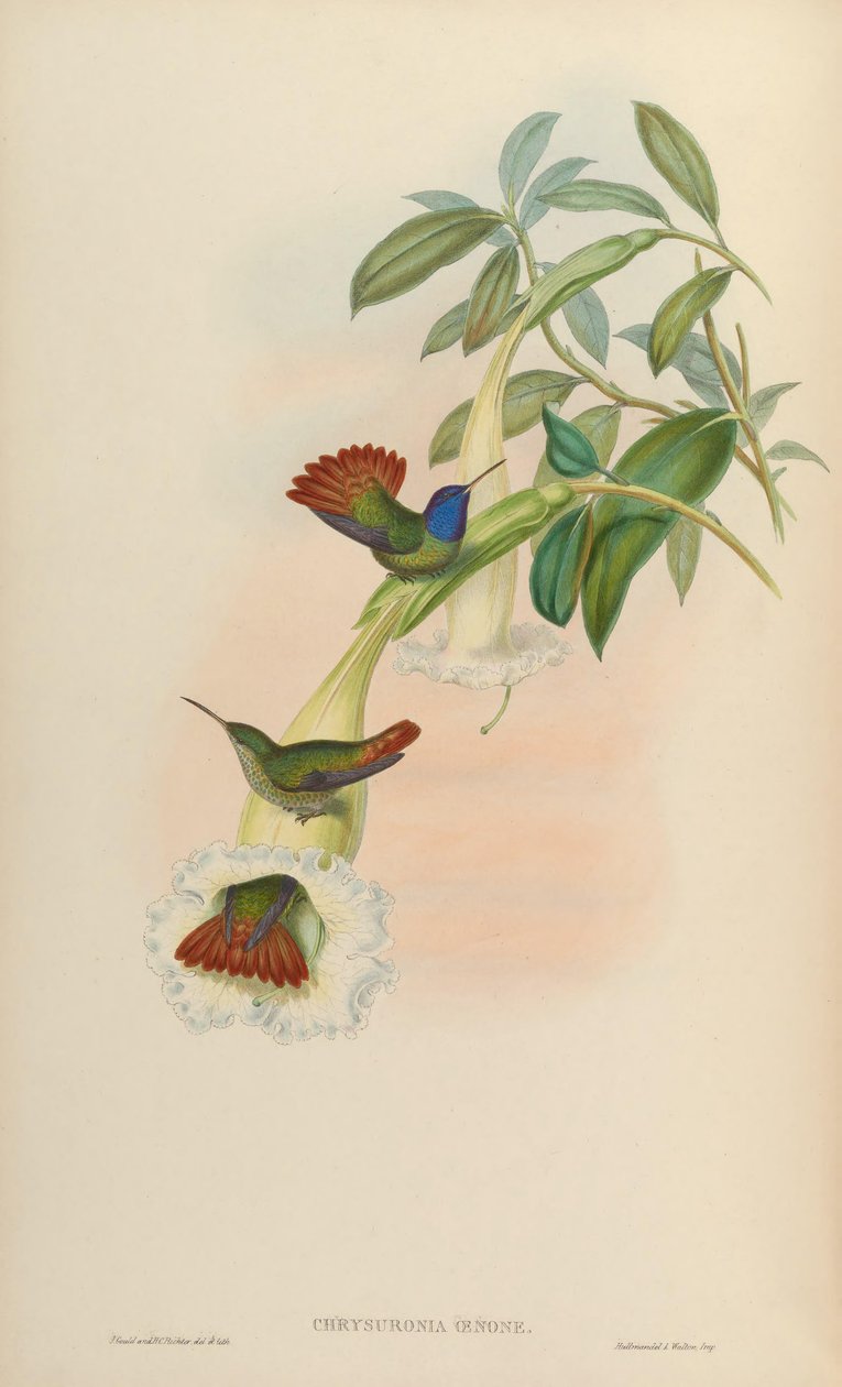 Chrysuronia oenone door John Gould