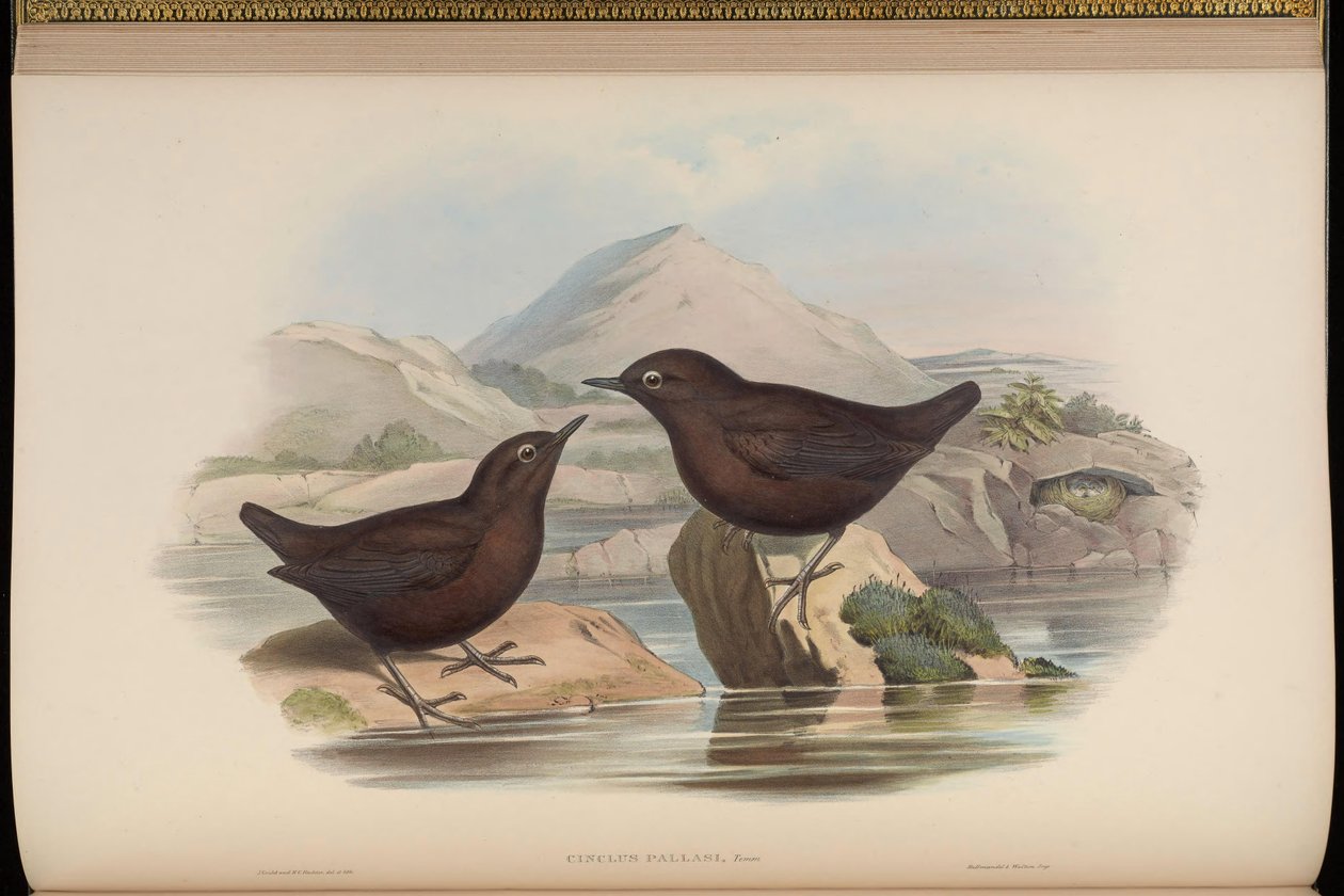Cinclus pallasii door John Gould